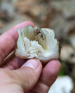 Megacollybia rodmani