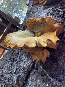 Omphalotus olivascens