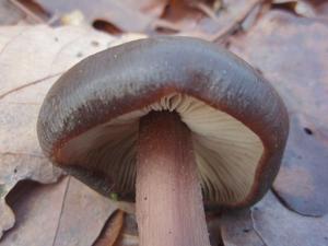 Rhodocollybia butyracea