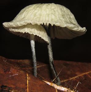 Tetrapyrgos nigripes