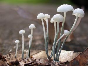 Tetrapyrgos nigripes