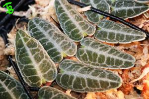 Marcgravia umbellata