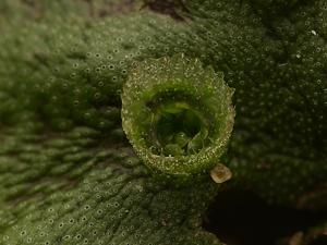 Marchantia polymorpha subsp. ruderalis