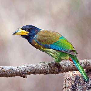 Psilopogon virens