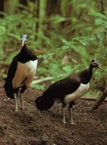 Macrocephalon maleo