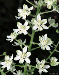 Melanthium virginicum