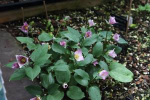 Pseudotrillium rivale