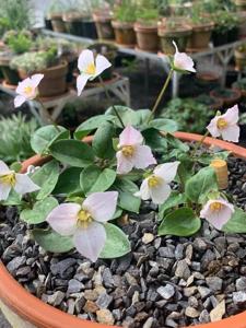 Pseudotrillium rivale