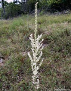Stenanthium gramineum