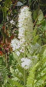 Stenanthium densum