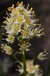utils/thumbs/Melanthiaceae/Toxicoscordion_6vCk82vikQjEYGoHweULji.JPG