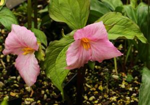 Trillium grandiflorum f. roseum