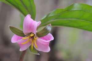 Trillium catesbaei