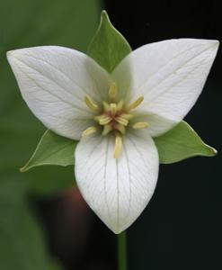 Trillium flexipes