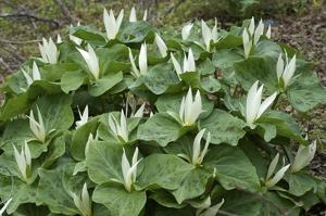 Trillium albidum