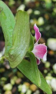 Trillium pusillum