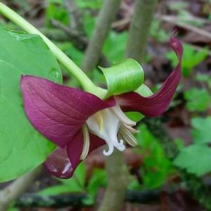Trillium flexipes