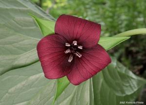 Trillium vaseyi