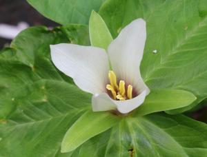 Trillium albidum