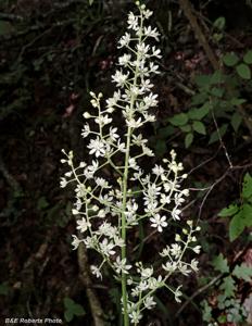 Veratrum virginicum