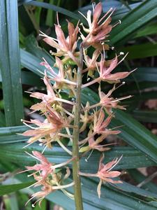 Ypsilandra thibetica