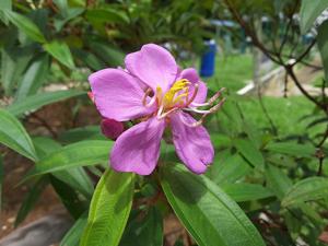 utils/thumbs/Melastomataceae/Melastoma_FF2FfQcsR5YbPaJefJEgr7.jpg