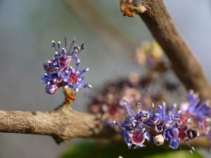 Memecylon umbellatum