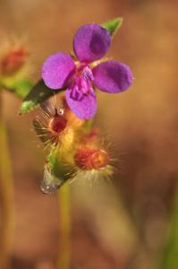 Osbeckia cochinchinensis