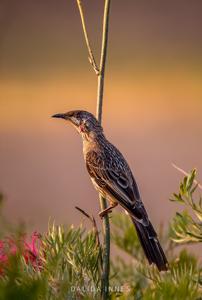 Anthochaera lunulata