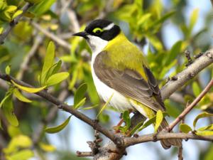 utils/thumbs/Meliphagidae/Melithreptus_g9x6koq3eNApaSbDdgvFD3.jpg