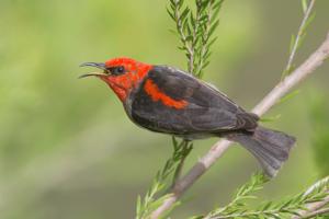 Myzomela sanguinolenta