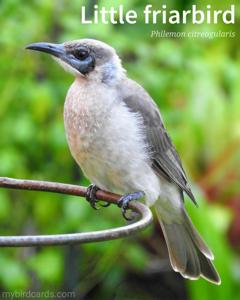 Philemon citreogularis