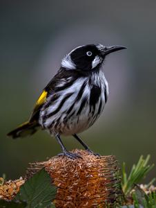 Phylidonyris novaehollandiae