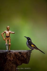 Phylidonyris novaehollandiae