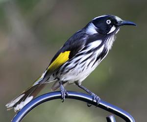 utils/thumbs/Meliphagidae/Phylidonyris_cLoJKKsNdMXJCo49sexMCk.jpg