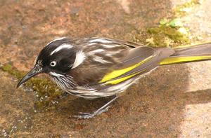 Phylidonyris novaehollandiae