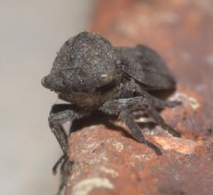 utils/thumbs/Membracidae/Microcentrus_mmGQicXni4RiRm7MCe7Fv7.jpg