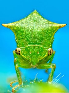 Stictocephala bisonia