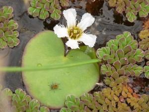 Nymphoides coreana