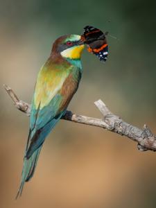 Merops apiaster