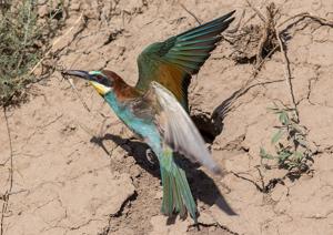 Merops apiaster