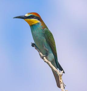 Merops apiaster