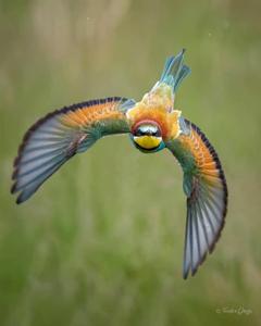 Merops apiaster