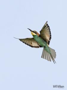 Merops apiaster