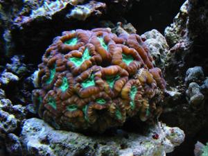 Caulastraea furcata