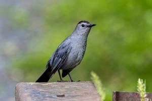 Dumetella carolinensis