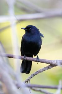 utils/thumbs/Mimidae/Melanoptila_3gUTmANnoRnmLf72HawcsY.jpg