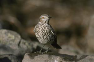 Oreoscoptes montanus