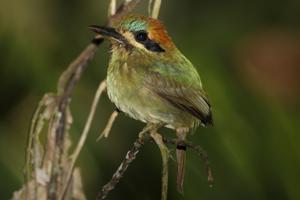 utils/thumbs/Momotidae/Hylomanes_RfHYqBnDACwvT3isXbhLyL.jpg