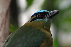 Momotus coeruliceps